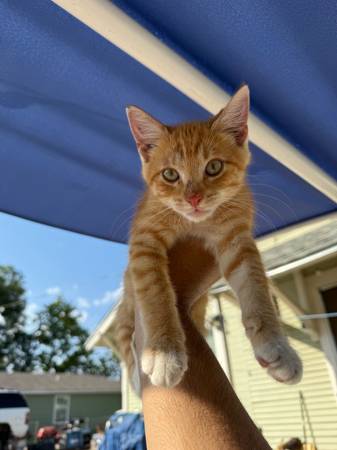 Beautiful orange cat needs new home —rehoming (Waco)63661959544577121