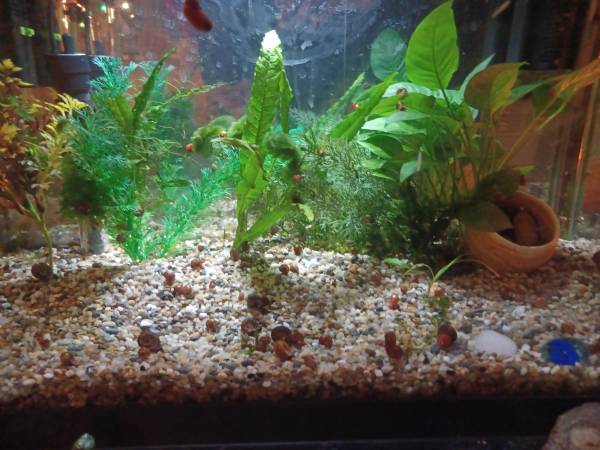 Free tropical fresh water rams horn snails 1