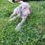 Weimaraner 3 thumbnail