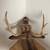 White Tail Deer Shoulder Mount Taxidermy 7 thumbnail