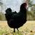 Fresh, free-range yard eggs 11 thumbnail