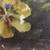 19th C Floral painting 3 thumbnail
