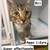 Cats looking for good homes 24 thumbnail