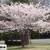 Flowering Trees, Ornamental Trees, Shade Trees, Evergreen 6 thumbnail