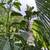 Hass & Fuerte Avocados 15-Gallon Pots 3 thumbnail
