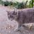 LOST CAT - Gray Tabby with Cream Belly 3 thumbnail