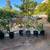 Mulberry Trees 2 thumbnail