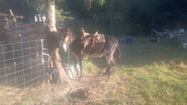 8-year-old Mammoth Jack 1