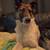 Dog 1 thumbnail