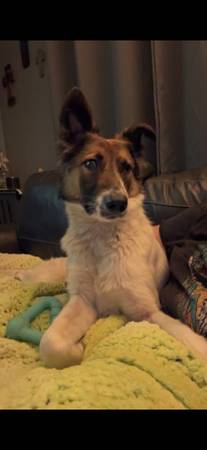 Dog 1