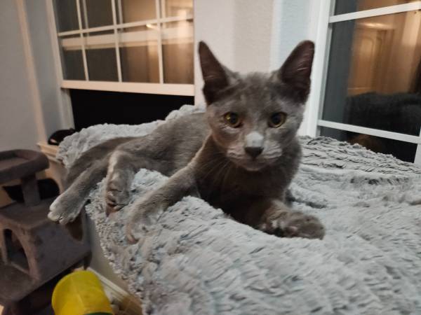 Russian blue male kitten rehoming 3 months (morgan hill)63874130240771121