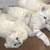 Rehoming Snow Leopard Savannah Highlander Kittens 1 thumbnail