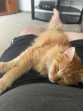 Orange Tabby 2 years old (Rapid City)63840149678209122