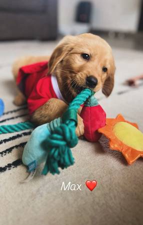 Golden retriever Christmas 1