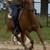 Gelding 7 thumbnail