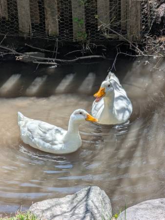 Pair of Pekin ducks. 1