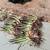 FREE Aloe plants (sm, med & lg) 3 thumbnail