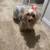 Female yorki puppy 6 thumbnail