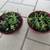 Pair Of Burgundy Garden Pots With Succulents 2 thumbnail