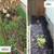 LAWN MOWING, also weeding & yard cleanup 8 thumbnail
