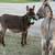Donkey’s. 3 thumbnail