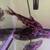 9” Irwini Catfish for sale (Megalodoras uranoscopus) 11 thumbnail