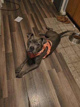 Her name is Gracie 1