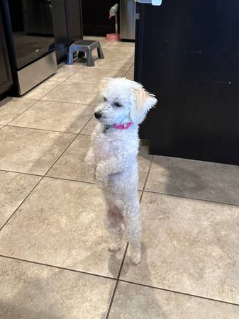 Rehoming Bichon/Chihuahua mix64007247681665121
