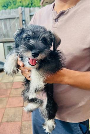 Rehoming Miniature Schnauzer puppies (Houston)63859315730179124