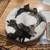 !!!L@@K!!!  KITTENS HALF SCOTTISH FOLD BRITTISH SHORT HAIR 1 thumbnail