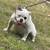 American bully pocket 4 thumbnail