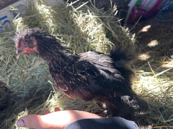 Silkie and silkie cross straight run chicks - $5 (Vale)63471411672961123