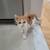 Female Orange and White Kitten 2 thumbnail