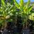 Banana Tree 🍌🍌 1 thumbnail