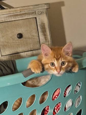 Sweet Tabby Kitten63429184909827121