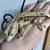 Crested geckos 11 thumbnail