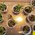 Cryptanthus bivittatus - Earth Star - Terrestrial Bromeliad - 3 Cultiv 1 thumbnail