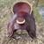 16” Dakota A Fork Ranch saddle 5 thumbnail