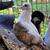 pigeon 2 thumbnail