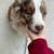 Rehoming Aussie 2 thumbnail