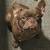 French Bulldog responsible owner 1 thumbnail