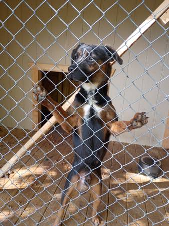 7 months rottweiler mix 1