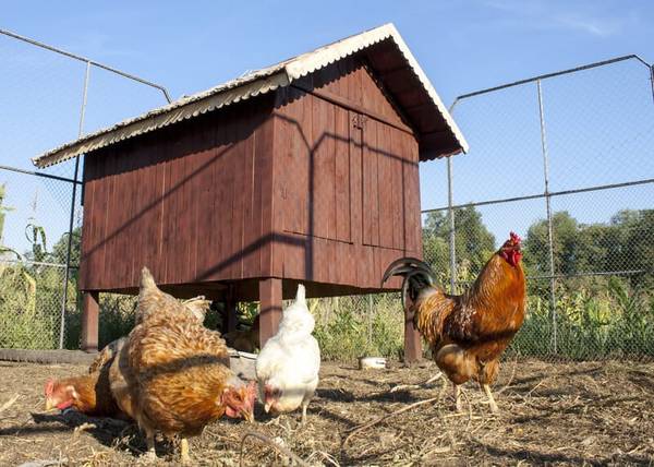 Free Chickens 1
