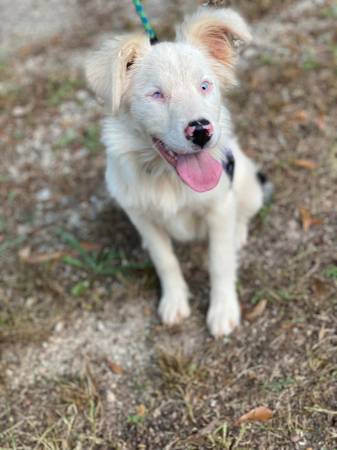 Mini Aussie (Seneca)63661373187713121