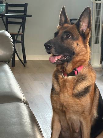 American Shepherds (Clermont, GA)63922481625474122