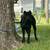 Cane corso xl bully mix 8 thumbnail