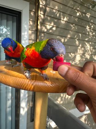 Rainbow lorikeets parrot pair (Newport News)63882942717569122