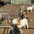15 goats and sheep 1 thumbnail