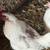Chicken 3 thumbnail