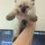 Ragdoll kittens for adoption no deposits needed/ local pick up 5 thumbnail